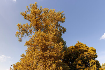 beautiful orange foliage of park trees in sunny weather