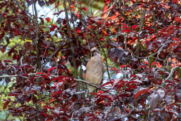bird on a branch
