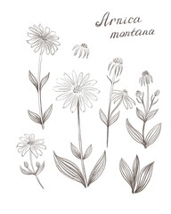 Arnica montana - illustration of medicinal plant, on white background