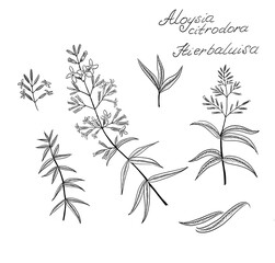 Hierbaluisa, Aloysia citrodora, Lippia citriodora, Verbena triphylla,  lemon verbena - species of...