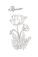 Illustration of poppy, papaver plant on white background