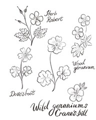 Wild geranium plants  "Cranes bill" - wood geranium, herb Robert, - sketch illustration on white background