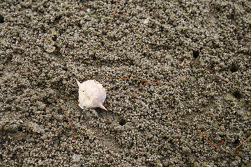 Fototapeta na wymiar Dead crab shells on the beach sand for background images