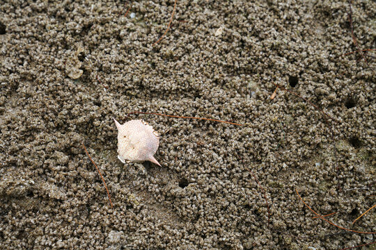 Dead crab shells on the beach sand for background images