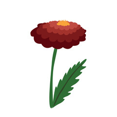 marigold drawing autumn spring flower