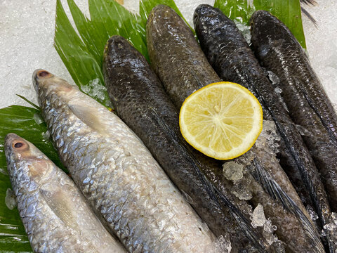Channa striata, or the striped snakehead, or ikan gabus, or mudfish, for sale on the ice pile on supermarket chiller