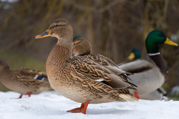 Close-up of a female duck-pet standing in the snow, drakes in the background. Mallard, anas platyrhynchos, moves through the snow. Vulnerable brown wild bird in frosty weather.