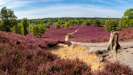 Panoramic beauty of Fischbektal valley during heather blossom, showcasing a tree stump at the edge of a sandy hiking trail, leading towards a distant forest, a perfect retreat for nature enthusiasts. - obrazy, fototapety, plakaty