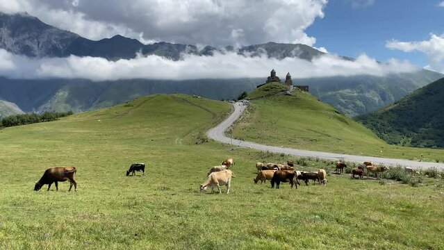Cows grazing near Gergeti Holy Trinity Church (Tsminda Sameba), near the village of Gergeti in Georgia, Stepantsminda, under Mount Kazbegi
