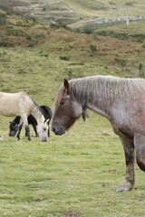 Cheval & brebis - Pyrénées