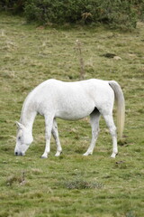 Cheval & brebis - Pyrénées