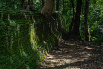 Beautiful Background Textured green natural moss covered the old part ancient Abandoned Temple of Wat Phra That Theru Chan of Buddhist people has been more than 500 years in Chiang Mai Thailand.