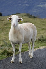 Cheval & brebis - Pyr&eacute;n&eacute;es