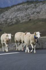 Cheval & brebis - Pyr&eacute;n&eacute;es