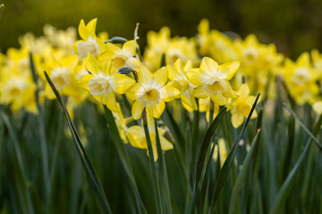  Yellow Narcissus Verdin (Narcissus poeticus) in garden