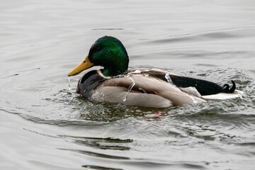 a duck swimming in the middle of some water with a blurry background