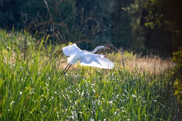 the large white bird is flying low over a green field