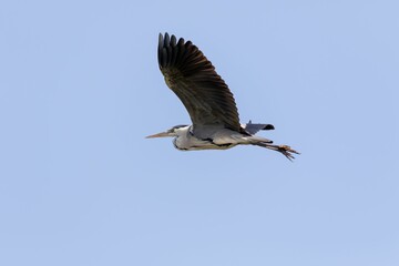 a large bird flies through a blue sky and is grabbing some twigs