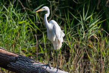 a large white bird standing in some brush near a log