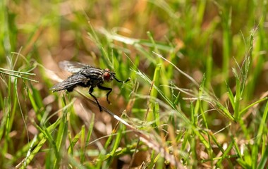 a close up view of a fly in some grass with yellow flowers on the end