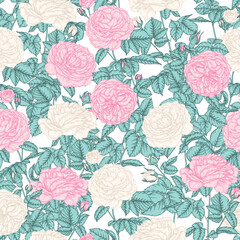 Seamless vector pattern of white and pink bush rose in engraving style