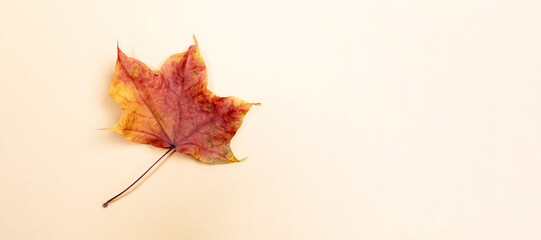 One colorful fall maple leaf on beige background. Fall holidays banner with maple leaf. Copy space.