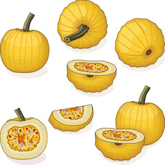 Set of Mellow Yellow Pumpkin. Winter squash. Cucurbita pepo. Fruits and vegetables. Clipart. Isolated vector illustration.