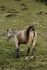 Fototapeta premium Cheval & brebis - Pyrénées