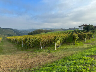 Fototapeta premium Italian landscape in Langhe and Monferrato, vineyards are visible on the hills.