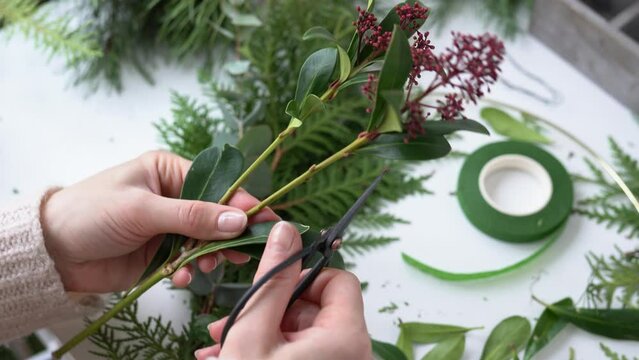 Female hands cutting Skimmia japonica leaves with scissors. Florist at work: woman shows how to make Christmas floral arrangement with skimmia, an evergreen shrub and fir twigs. Step by step, tutorial
