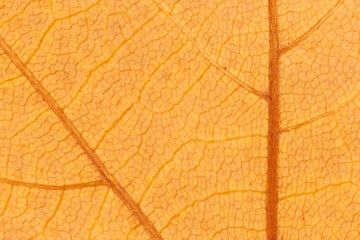 close up of autumnal maple leaf texture