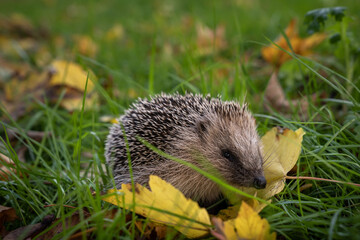 Hedgehog in grass with leaves