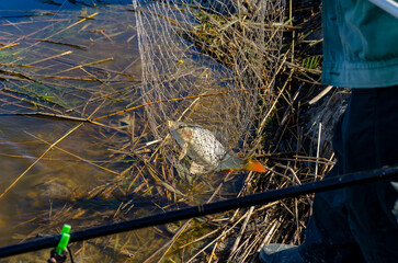 Fishing landing net. Carp fishing in the water with a specialized net