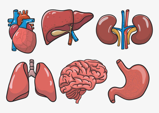 vector illustration set of human organ. hand drawn vector human organ. cartoon human organ isolated vector