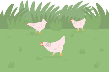 Chicks walking on the meadow. Poultry farming 