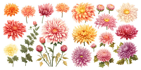 Arrangement of dainty colorful chrysanthemum blossoms, budding flowers, and foliage set against transparent background, extracted floral garden. Generative AI - obrazy, fototapety, plakaty
