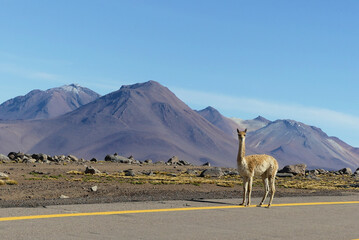 Vicuña (Vicugna vicugna), from the Andes and the Atacama desert in Chile.