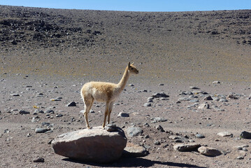 Vicuña (Vicugna vicugna), from the Andes and the Atacama desert in Chile.