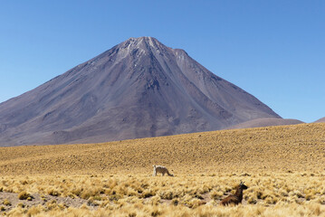 Volcano, golden shrubs and vicuña. Landscape at the Atacama desert