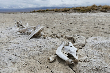 Animal skeleton on dry soil at the Atacama desert.