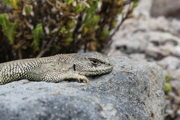 Liolaemus jamesi (Jame's tree iguana) basking on a rock in the Andes.