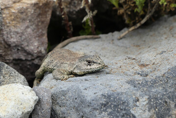 Liolaemus jamesi (Jame's tree iguana) basking on a rock in the Andes.