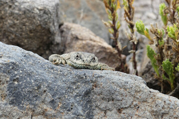 Liolaemus jamesi (Jame's tree iguana) basking on a rock in the Andes.