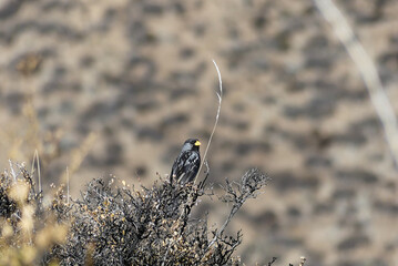 Mourning sierra finch (rhopospina fruticeti, Yal negro). In the Andean desert of northern Chile