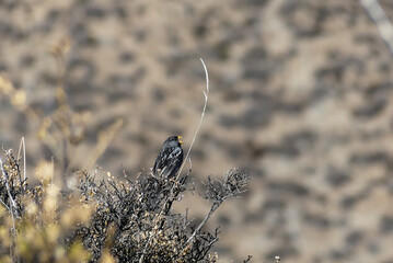Mourning sierra finch (rhopospina fruticeti, Yal negro). In the Andean desert of northern Chile