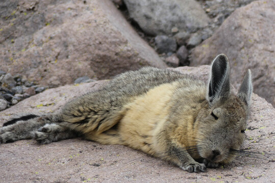 Southern viscacha (Lagidium viscacia) sleeping on a rock at the Andes