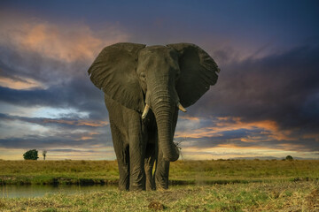 Fototapeta na wymiar Elephant at Sunset On The Chobe River