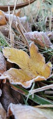 Frostiger Ahorn