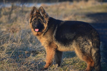 Long-haired German Shepherd Puppy