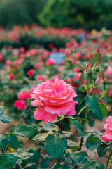 Close-up of rose flowers in Temple of Heaven Park in Beijing